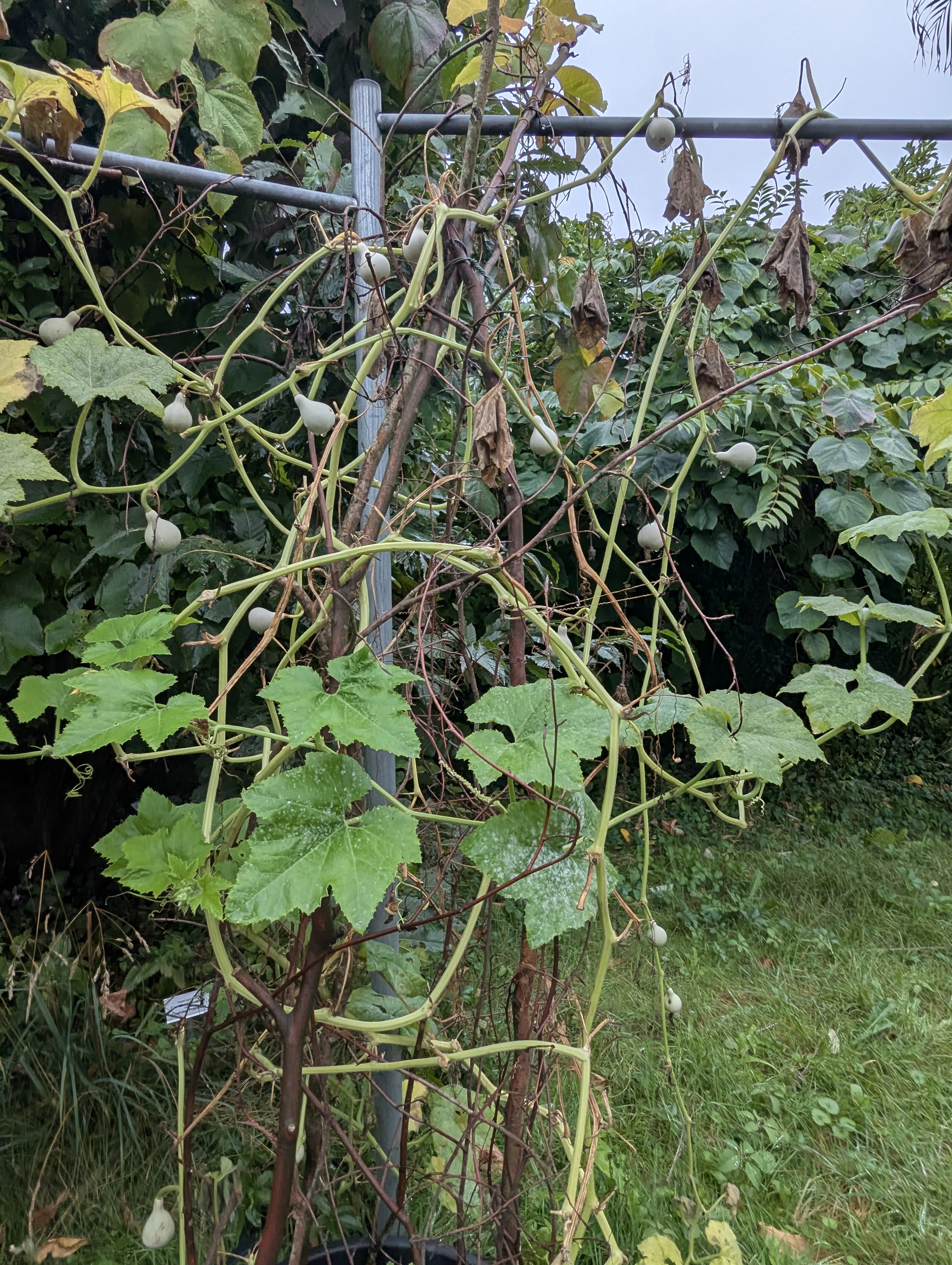 Botonic Gardens, Muenster, Germany